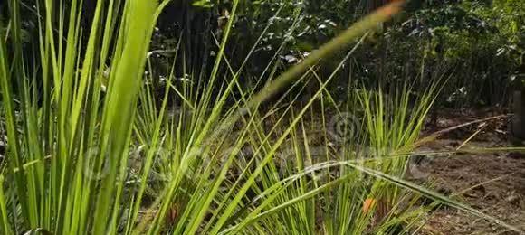 香茅的生长环境及生长地方条件（了解香茅的生长地）