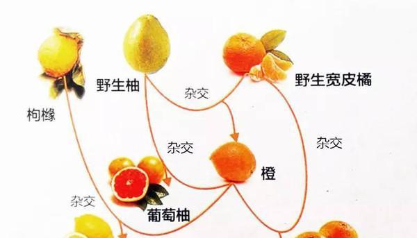 香泡树和柚子树的区别（了解两种植物的异同）