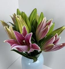 香水百合的养护秘籍（浇水频率是关键）