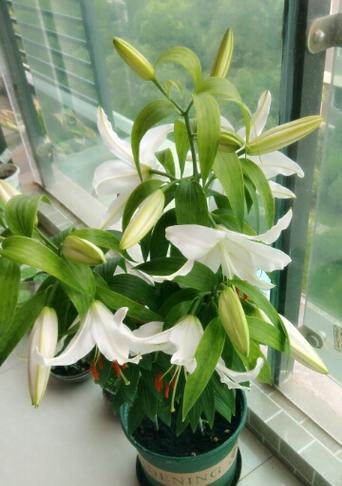 香水百合的养护秘籍（浇水频率是关键）