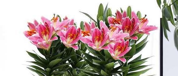 香水百合花的养殖方法及注意事项（打造优美花园）