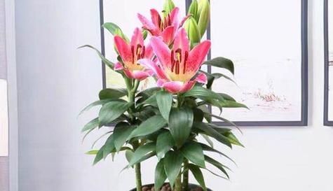 如何正确修剪香水百合开花后（注意事项）
