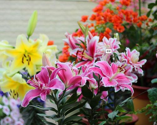 香水百合的香气能否用于卧室（让卧室更加舒适的秘密武器——香水百合）