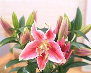 香水百合的香气能否用于卧室（让卧室更加舒适的秘密武器——香水百合）