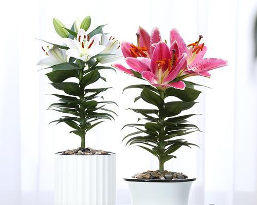香水百合的水养方法（养护指南）