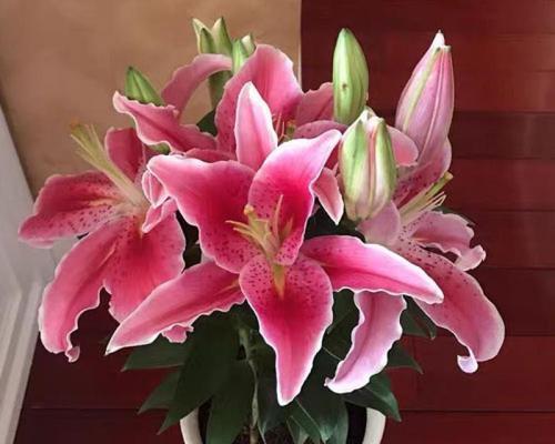 遇上百合烂心，这样救急（香水对百合花的影响及应对方法）