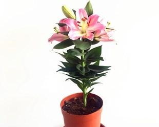 遇上百合烂心，这样救急（香水对百合花的影响及应对方法）