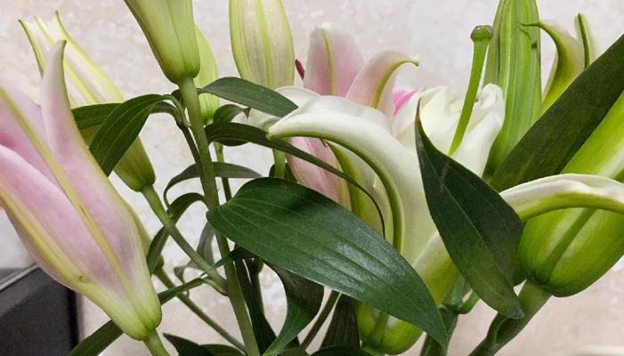 百合花开花时间及花期介绍（了解百合花开花时间）