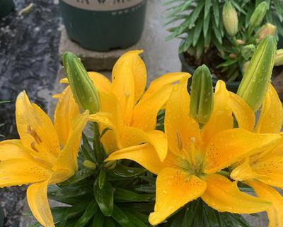 百合花开花时间及花期介绍（了解百合花开花时间）
