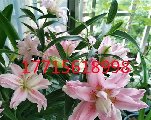 如何保存香水百合种球（保护种球健康成长的关键方法）