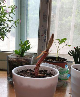 如何保存香水百合种球（保护种球健康成长的关键方法）
