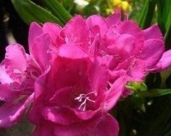 香水兰开完花怎么办（花卉养护指南）