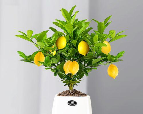 打造清新氛围香水柠檬盆栽种植方法（如何以柠檬清香装点家居空间）