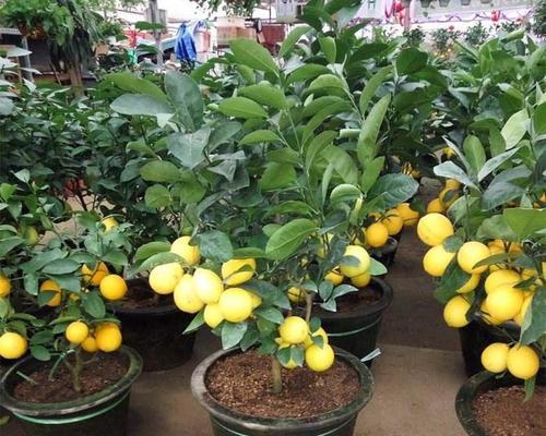 打造清新氛围香水柠檬盆栽种植方法（如何以柠檬清香装点家居空间）