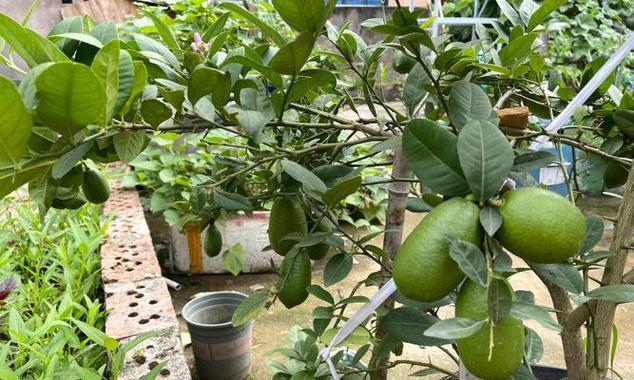 家庭香水柠檬的养殖方法（家中如何种植香水柠檬｜家庭养法分享）