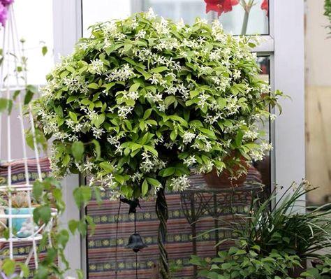 追寻香味的足迹——探索香味植物的世界（从芬芳的花朵到香味浓郁的果实）