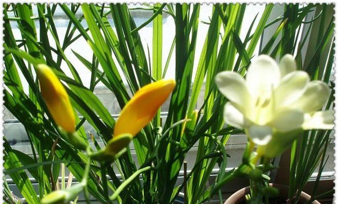 香雪兰春天种植全攻略（从选择品种到营养管理）