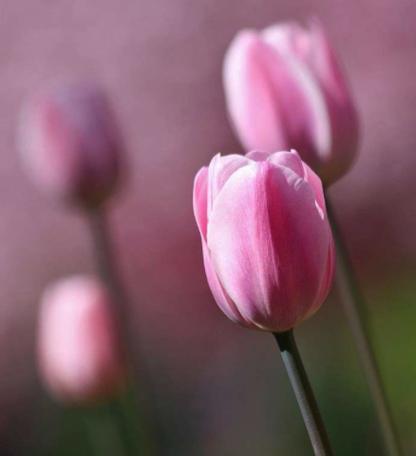 郁金香花语之美——花开如诗，花谢如歌（揭秘郁金香花语的世界）