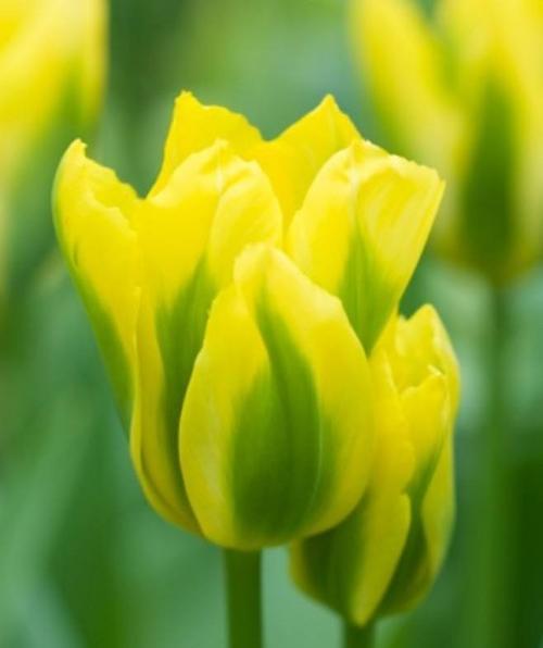 郁金香花语与寓意（传达感情）