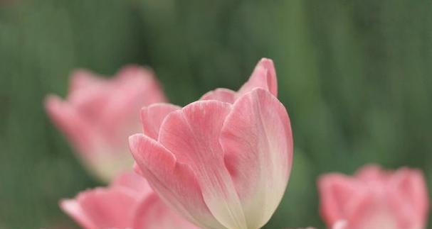 白郁金香花语与寓意（白郁金香花语的深层内涵及文化解读）