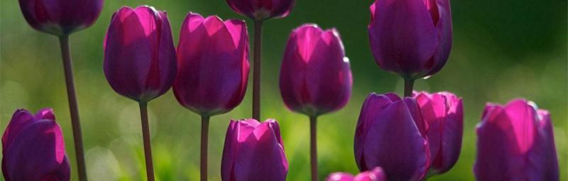 白郁金香花语与寓意（白郁金香花语的深层内涵及文化解读）