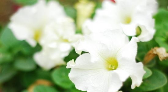 月光花的花语之美（揭示月光花花语的奥秘与魅力）