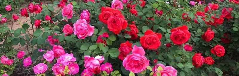 月季花的花语与寓意（绽放在心间的美丽——月季花的花语与寓意）