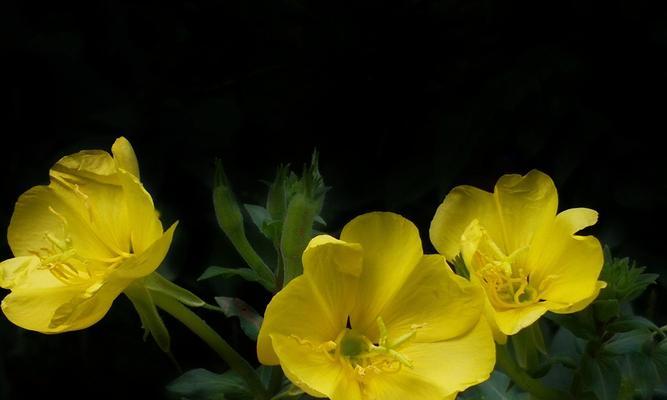 月见草的花语与传说（揭秘月见草的传说与花语）