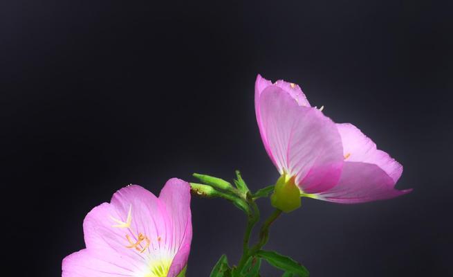 月见草的花语与传说（揭秘月见草的传说与花语）