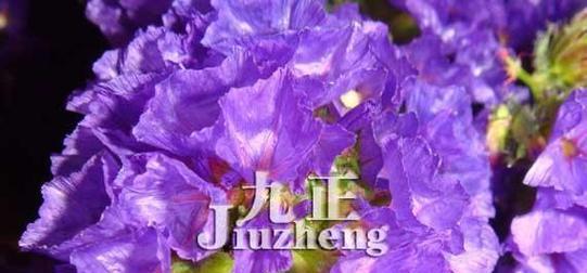 探寻云实的花语和文化背景（了解云实花的含义与传统背景）
