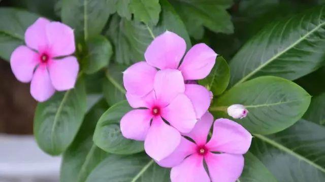长春花的花语与寓意（春暖花开）