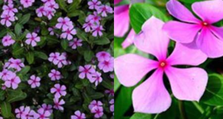 长春花的花语与寓意（春暖花开）