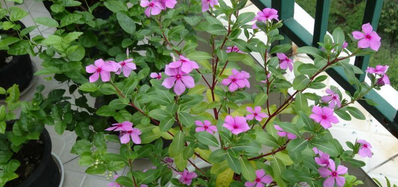 长春花（探寻长春花的花语和象征意义）