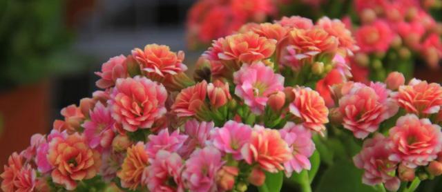 长寿花的花语与寓意——繁荣、幸福与长寿（揭秘长寿花的秘密）