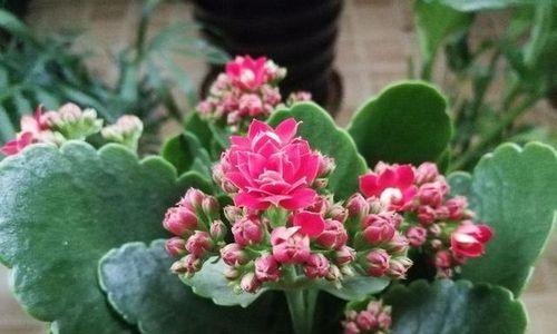 长寿花的花语与寓意——繁荣、幸福与长寿（揭秘长寿花的秘密）