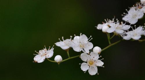 珍珠梅花（探寻珍珠梅花的内涵和意义）
