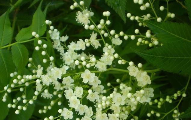 珍珠梅花（探寻珍珠梅花的内涵和意义）