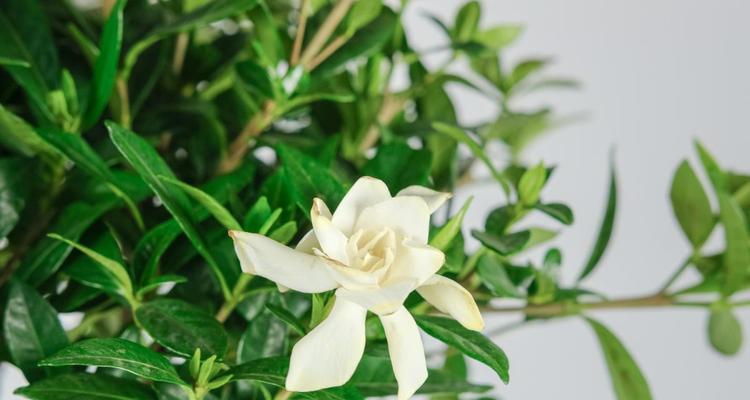 栀子花的花语及神话故事（探寻栀子花的美丽花语）