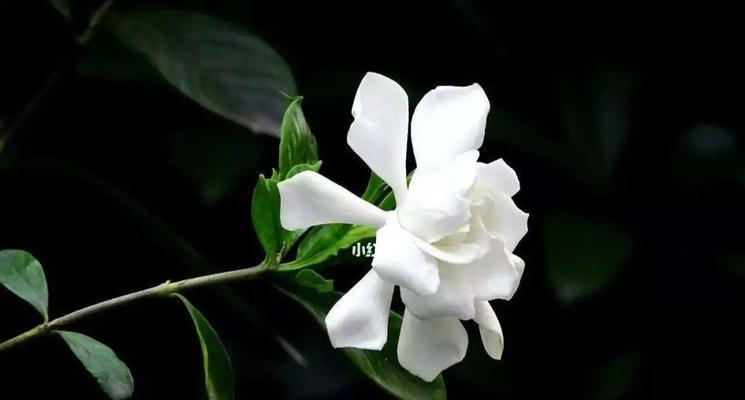 栀子花的花语及神话故事（探寻栀子花的美丽花语）