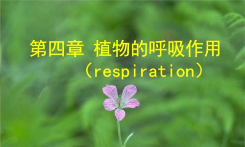 植物的呼吸作用（植物呼吸作用的机制与意义）
