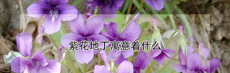 紫花地丁花语及其寓意（探寻紫花地丁的花语和象征意义）