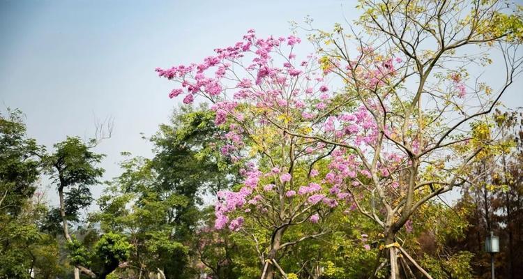 紫花风铃木之花语与意义（探寻紫花风铃木的神秘语言——了解它所传递的寓意和情感）