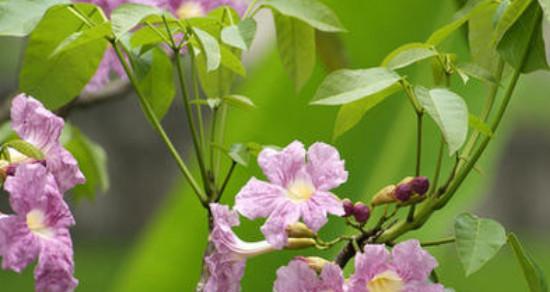 紫花风铃木之花语与意义（探寻紫花风铃木的神秘语言——了解它所传递的寓意和情感）