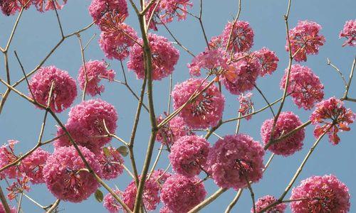 紫花风铃木之花语与意义（探寻紫花风铃木的神秘语言——了解它所传递的寓意和情感）