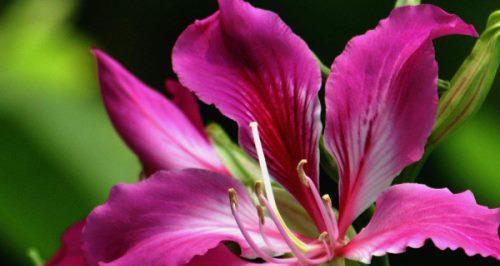 紫荆花的寓意与象征——美丽、自由、奋斗（解读紫荆花的独特内涵）