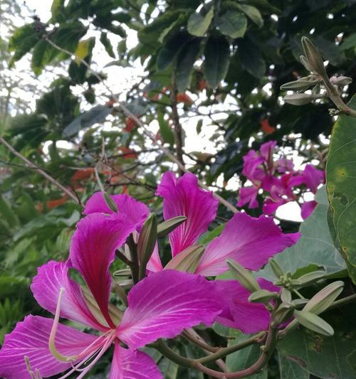 紫荆花的寓意与花语（传递爱与坚韧的紫荆花）