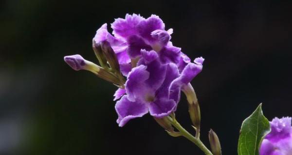 紫罗兰的花语（探索紫罗兰花语的含义与传承）