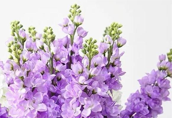 紫罗兰花语的意义与传承（揭示紫罗兰花语的深层含义）