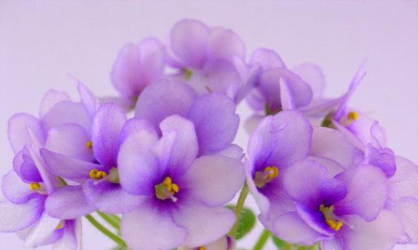 紫罗兰花语的意义与传承（揭示紫罗兰花语的深层含义）