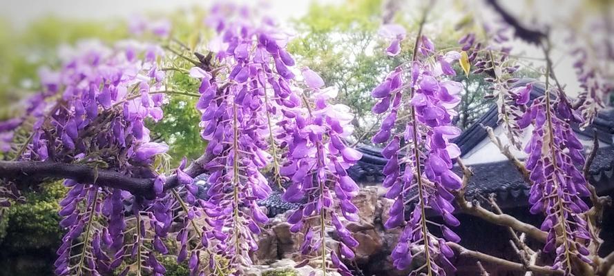紫藤花花语（探寻紫藤花的花语与含义）
